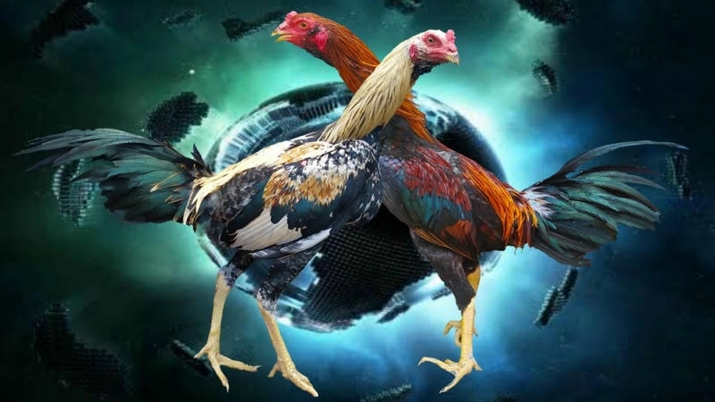 Đá Gà Bom88 – Sảnh trực tiếp tốc độ cao dành cho người mê những trận đấu nảy lửa